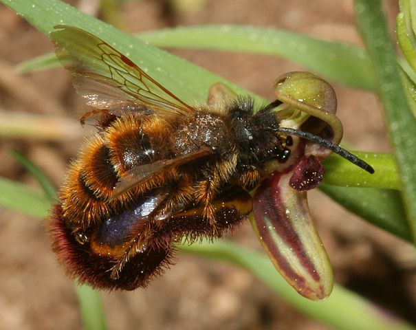 Ophrys speculum