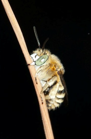 Posatoio di Amegilla cfr. albigena (Apidae Anthophorinae)