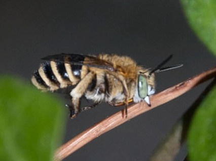 Posatoio di Amegilla cfr. albigena (Apidae Anthophorinae)