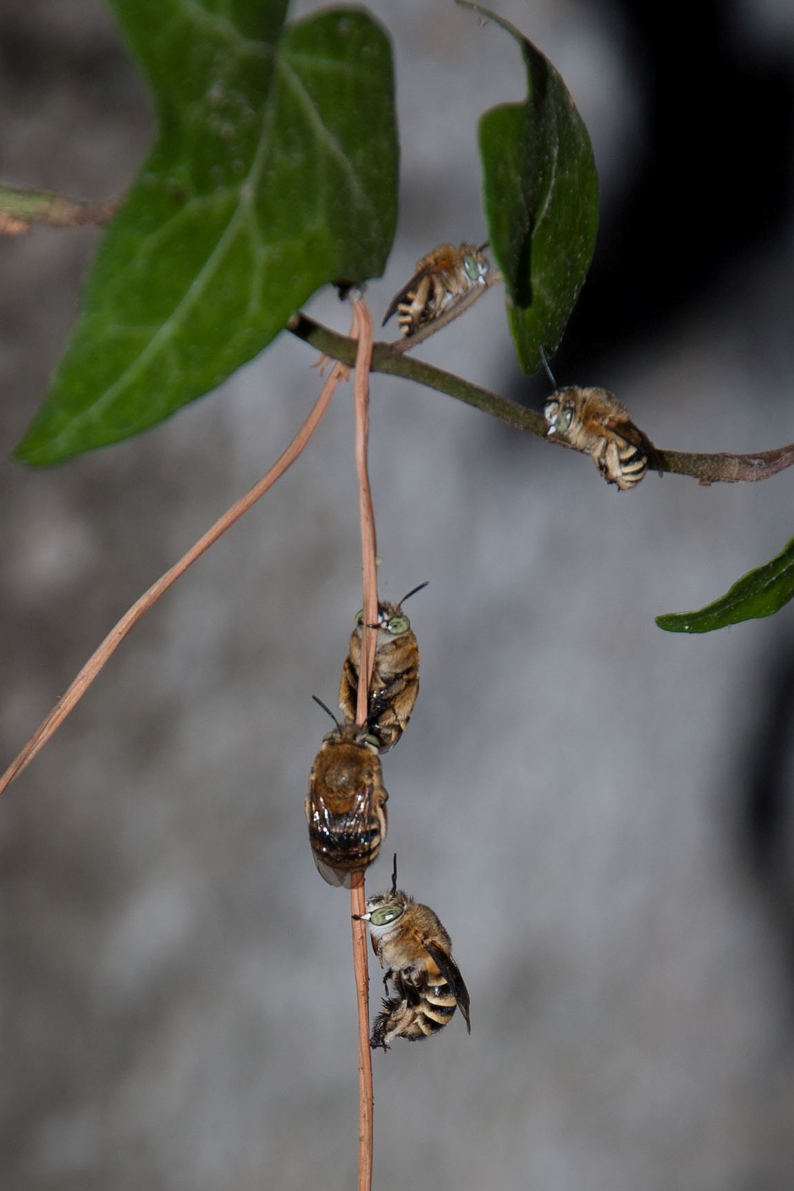 Posatoio di Amegilla cfr. albigena (Apidae Anthophorinae)