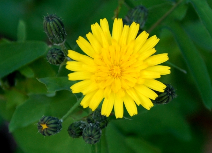 Sonchus oleraceus