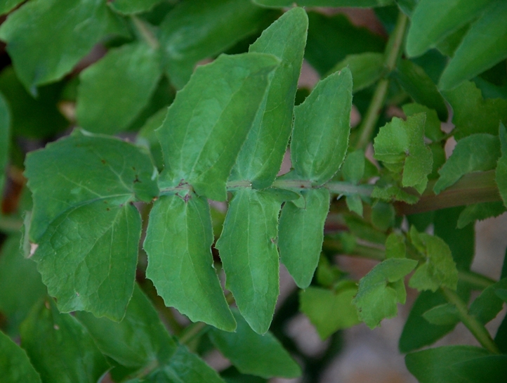 Sonchus oleraceus