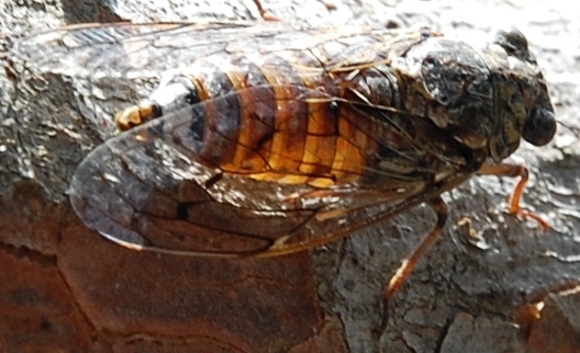 Cicala croata - Cicada orni