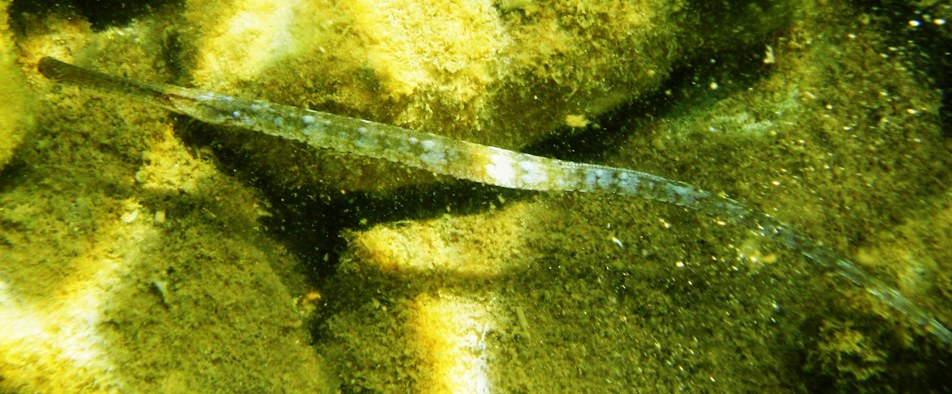 Syngnathus da identificare (Syngnathus typhle)