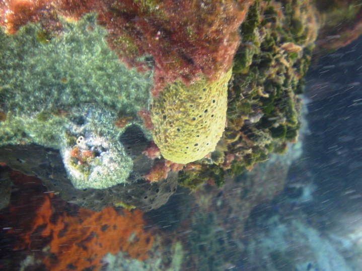 Ircinia sp.