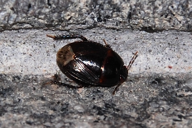 Cydnidae:  Macroscytus brunneus