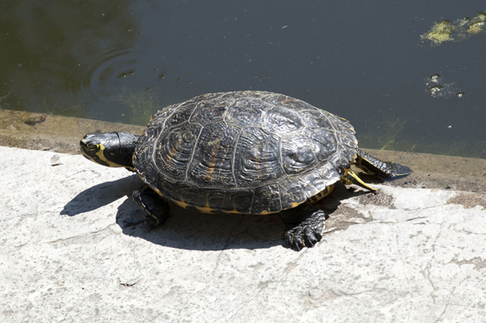 Trachemys da identificare