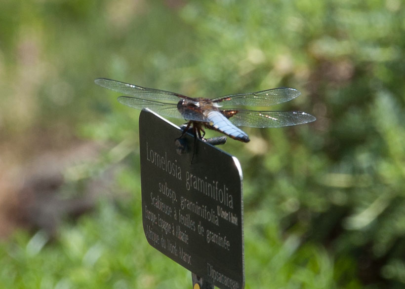 Libellula depressa ?