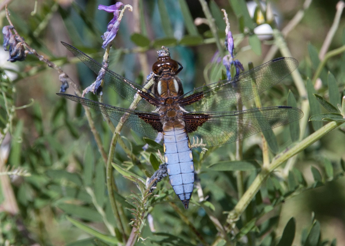 Libellula depressa ?