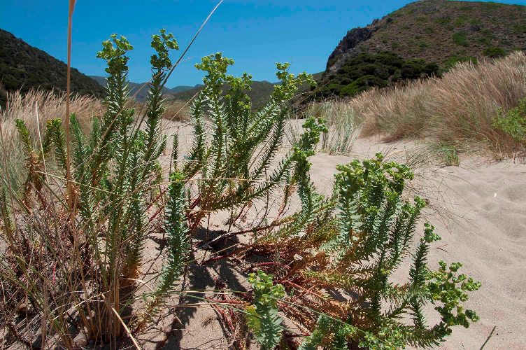 Euphorbia paralias / Euforbia marittima