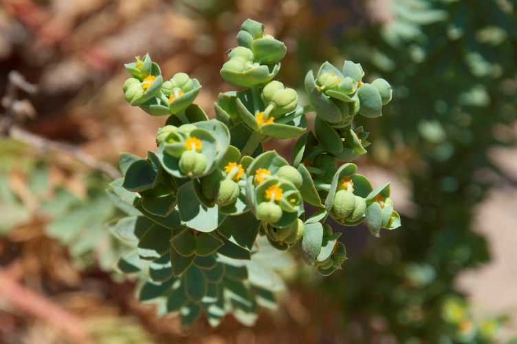 Euphorbia paralias / Euforbia marittima