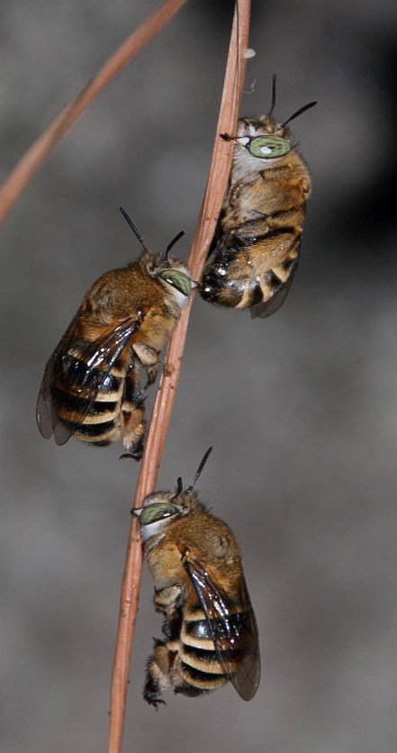 Posatoio di Amegilla cfr. albigena (Apidae Anthophorinae)