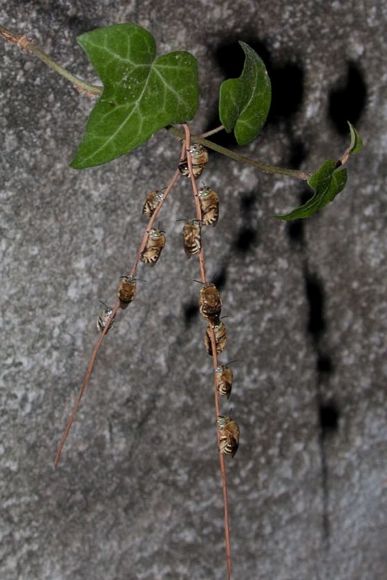 Posatoio di Amegilla cfr. albigena (Apidae Anthophorinae)