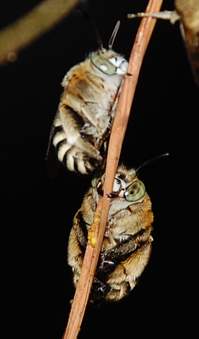 Posatoio di Amegilla cfr. albigena (Apidae Anthophorinae)