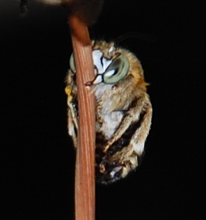 Posatoio di Amegilla cfr. albigena (Apidae Anthophorinae)