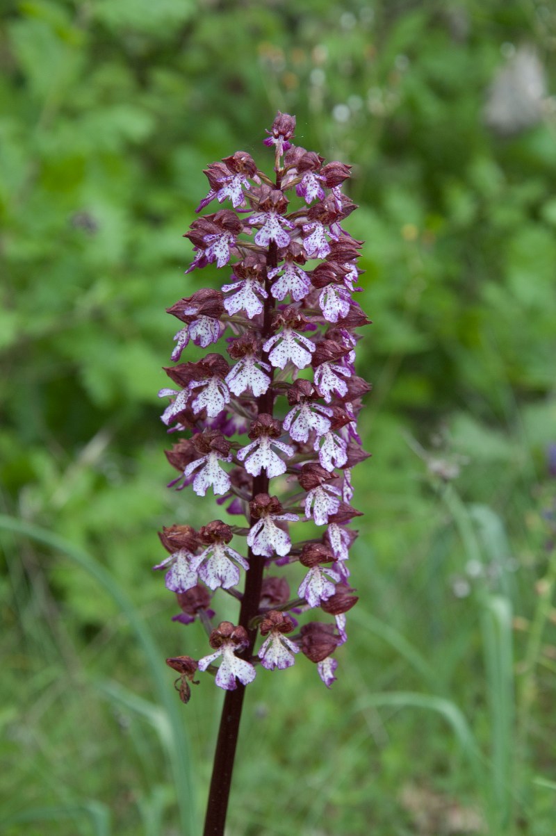 Orchis purpurea dalla Toscana