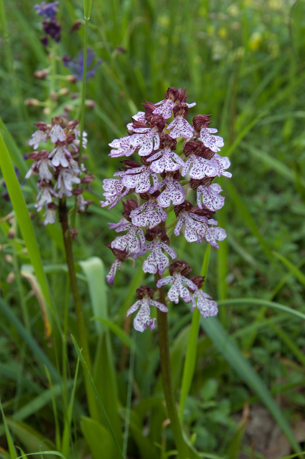 Orchis purpurea dalla Toscana