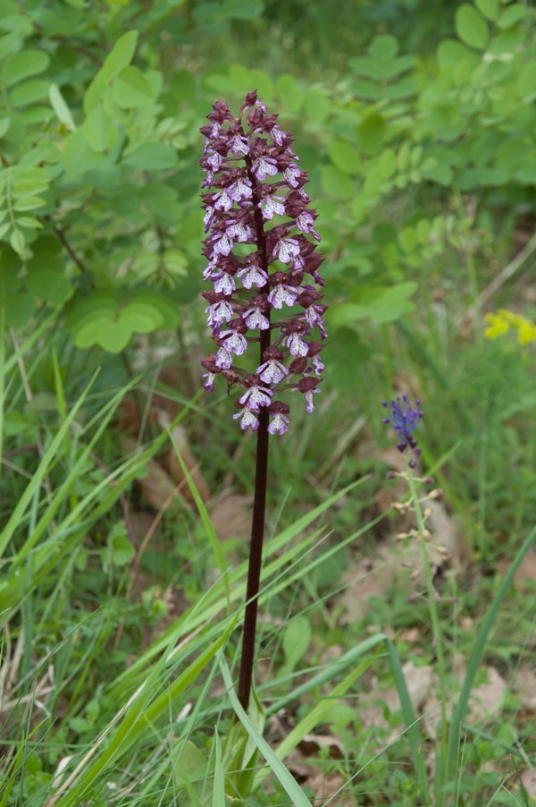 Orchis purpurea dalla Toscana