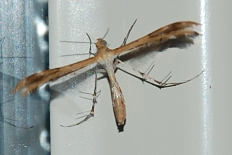 Pterophoridae (?) da identificare