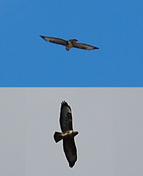 Rapace da identificare