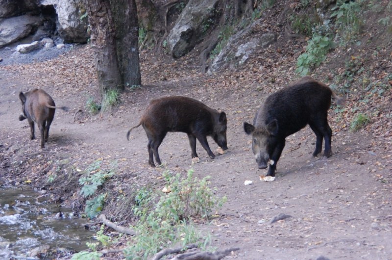 IL CINGHIALE