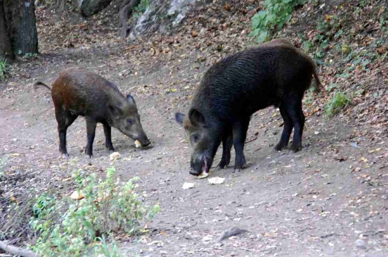 IL CINGHIALE