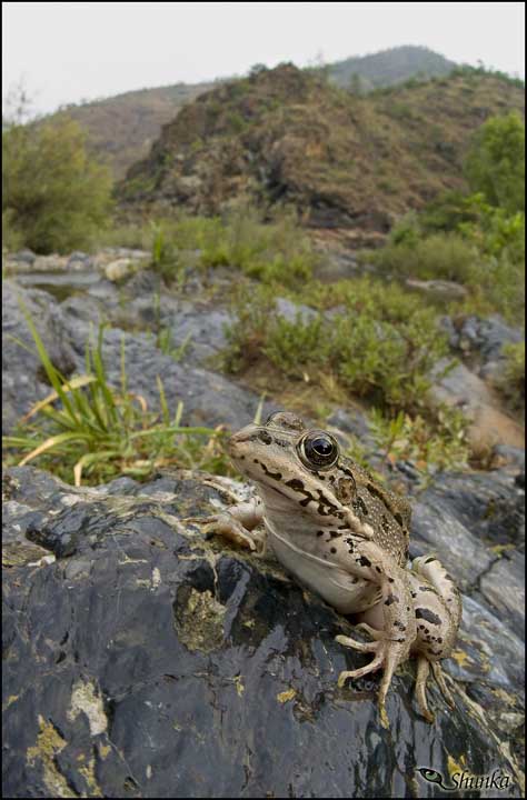 Identificazione rana verde ligure - Pelophylax sp. (Savona)