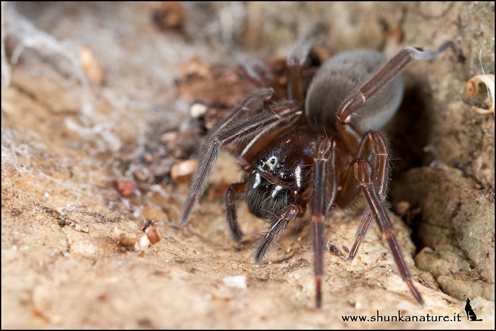 Amaurobius sp.