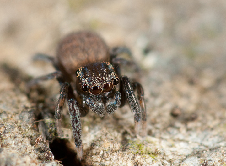 ID Salticidae, genere Neon?