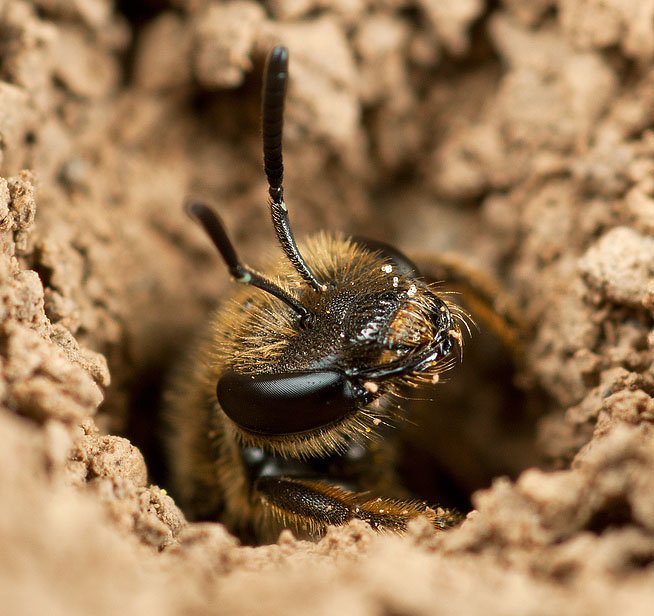 Apidae Halictinae (cfr.)