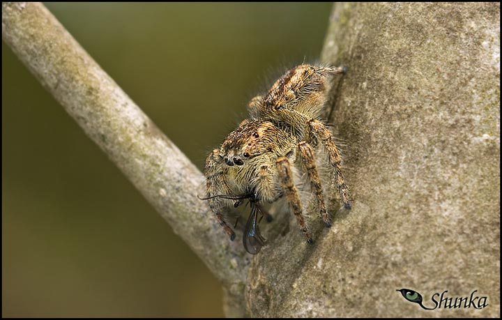 Philaeus chrysops