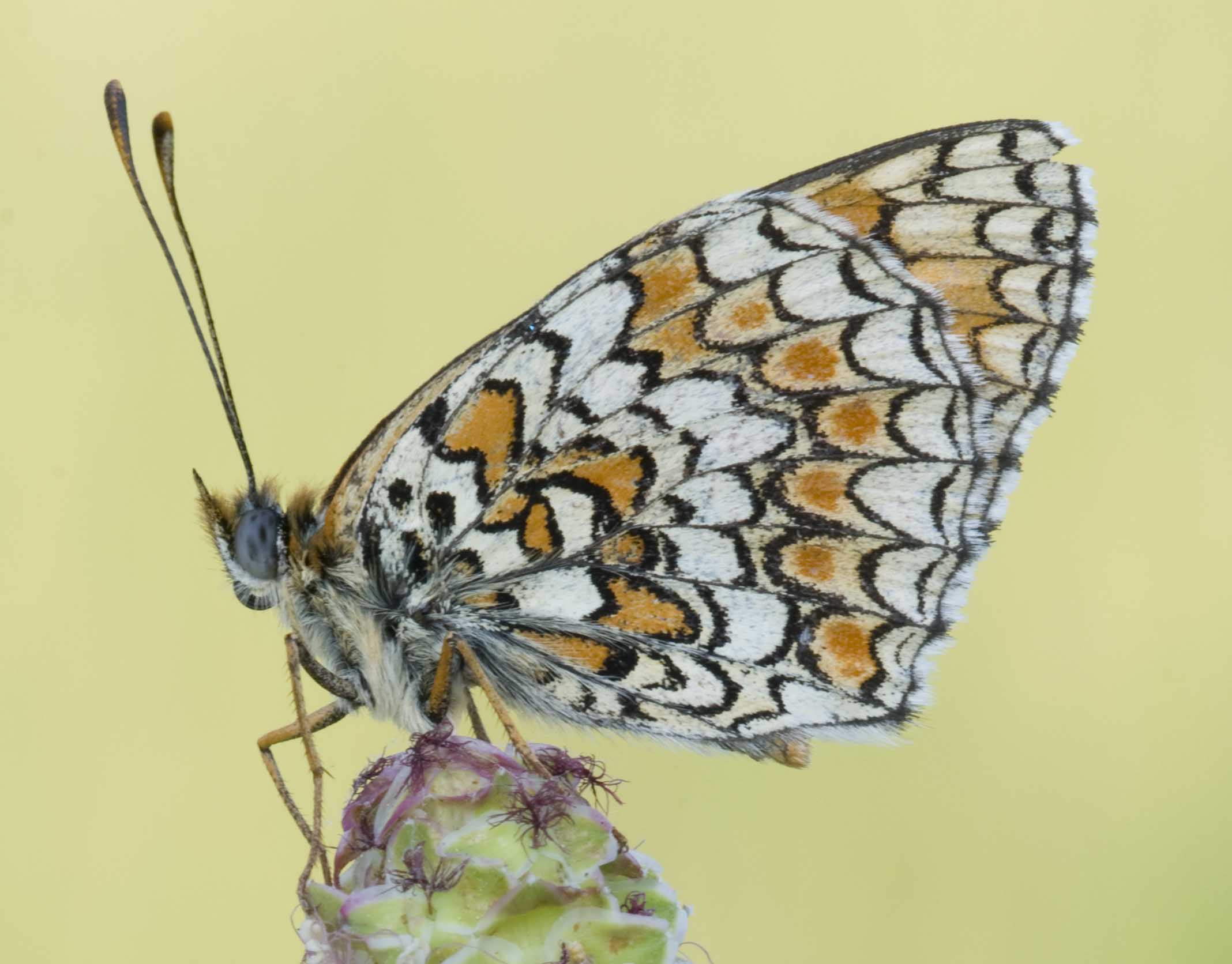 Conferma ID Melitaea