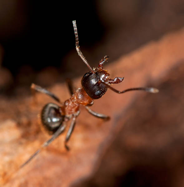 Lasius sp.