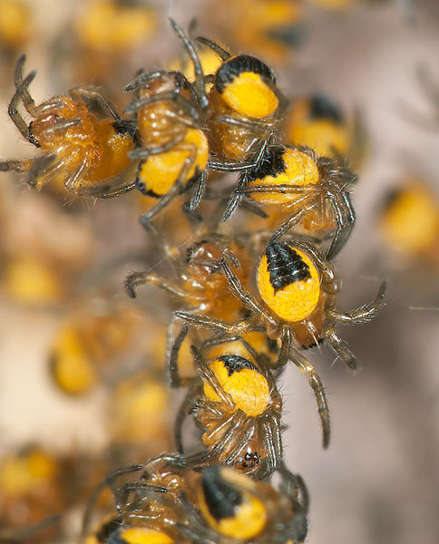 Araneus sp.