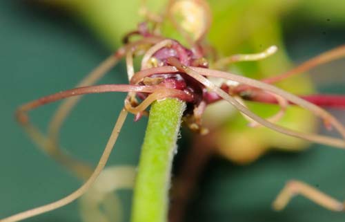 Aiuto identificazione pianta (forse alloctona) : Cuscuta sp.