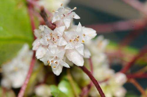 Aiuto identificazione pianta (forse alloctona) : Cuscuta sp.