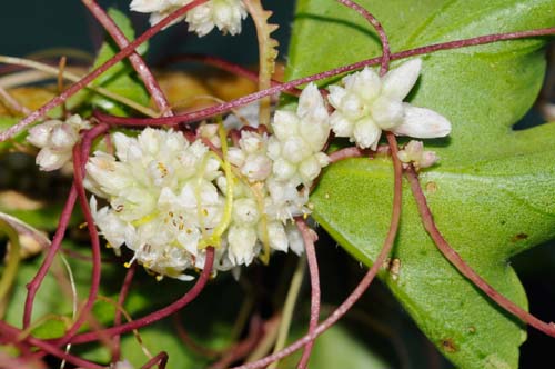 Aiuto identificazione pianta (forse alloctona) : Cuscuta sp.