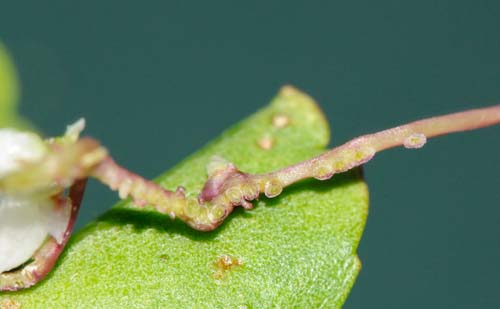 Aiuto identificazione pianta (forse alloctona) : Cuscuta sp.