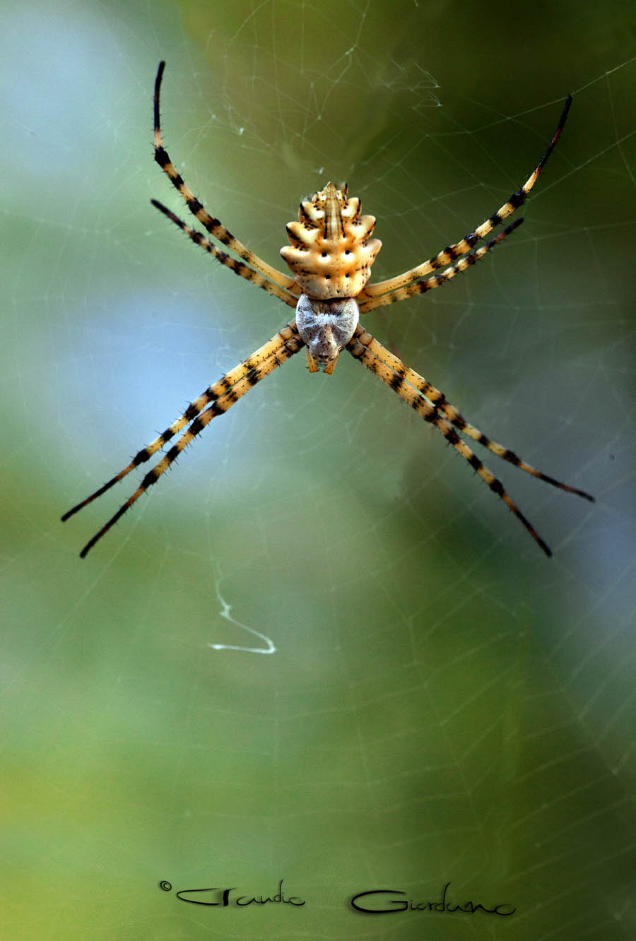 Argiope lobata