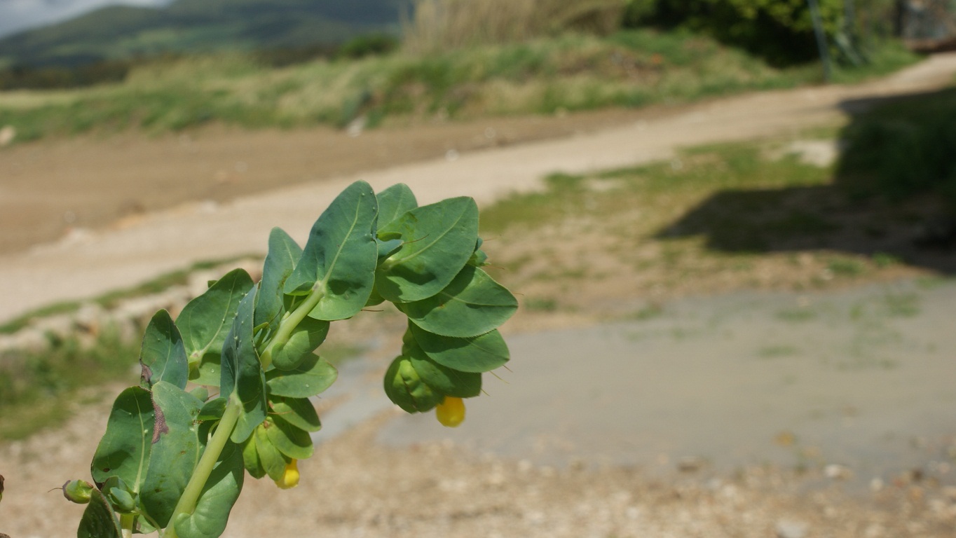 consolida - Cerinthe major L.