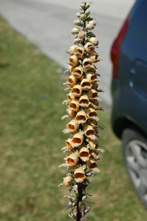 Digitalis ferruginea