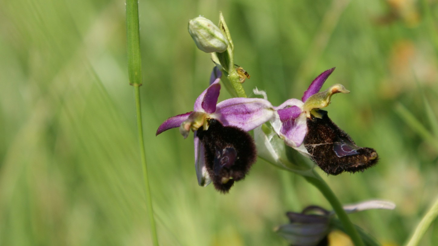 orchidea: Ophrys bertolonii