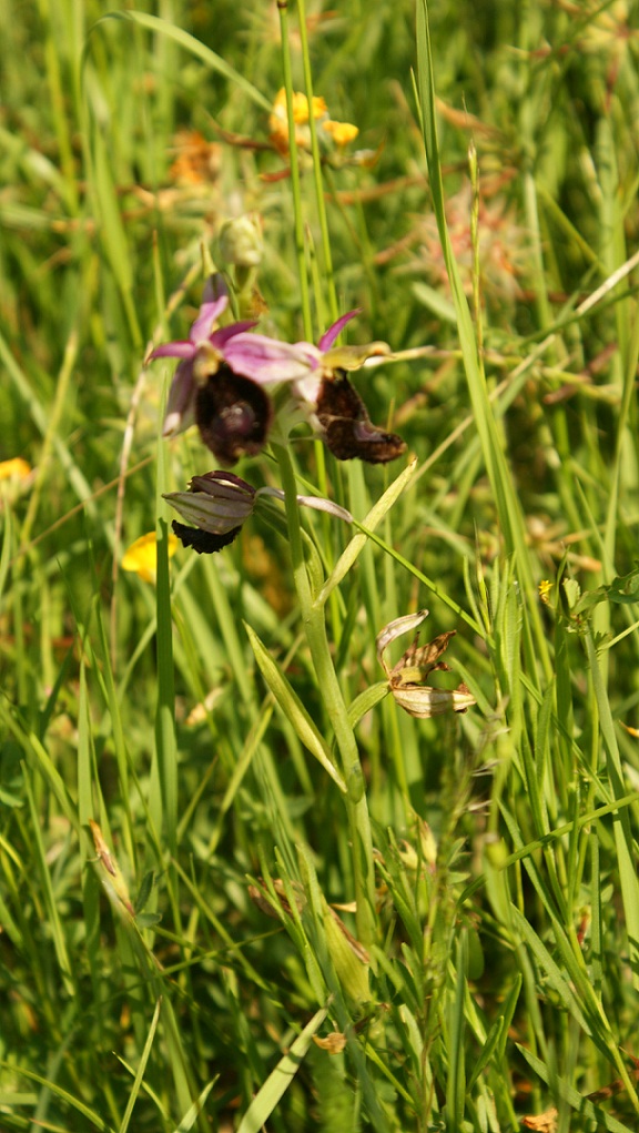 orchidea: Ophrys bertolonii