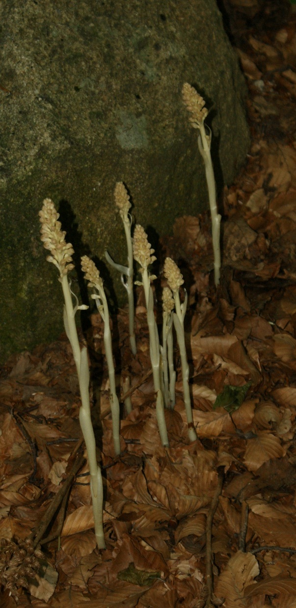 orobanche - No, Orchidea: Neottia nidus-avis