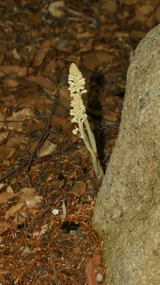 orobanche - No, Orchidea: Neottia nidus-avis