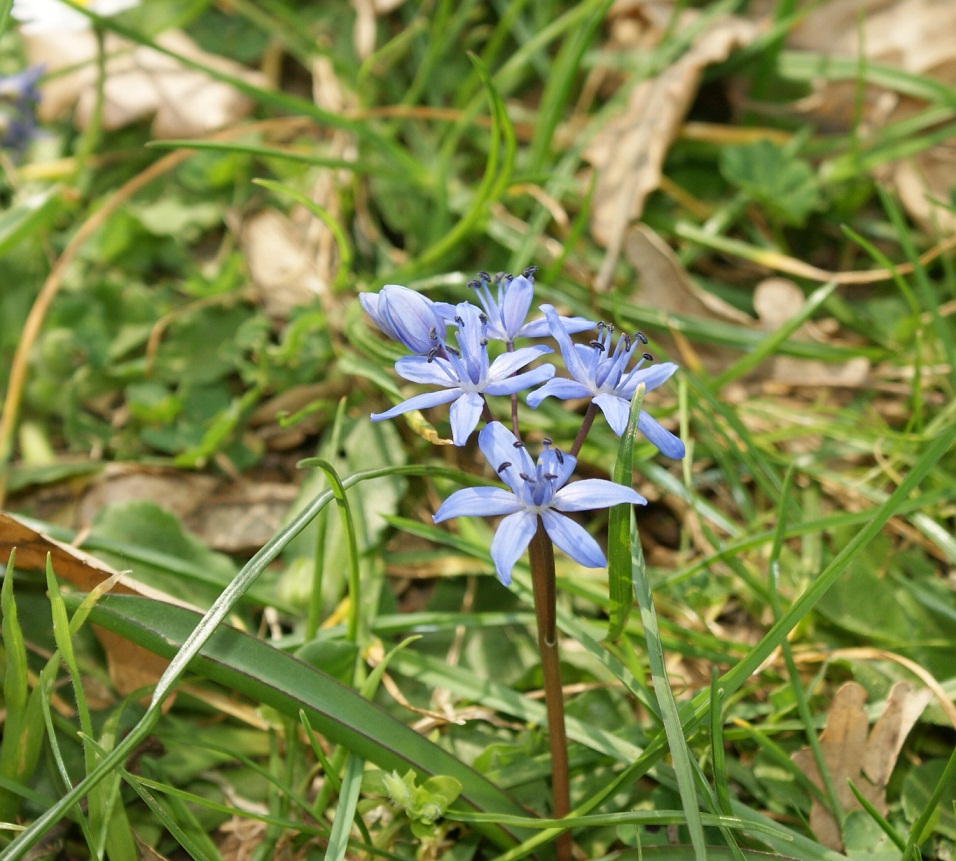 Scilla bifolia L.