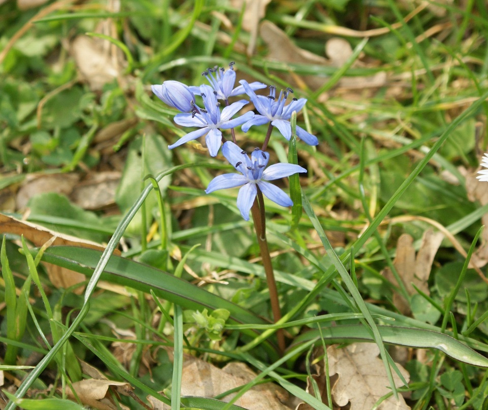 Scilla bifolia L.