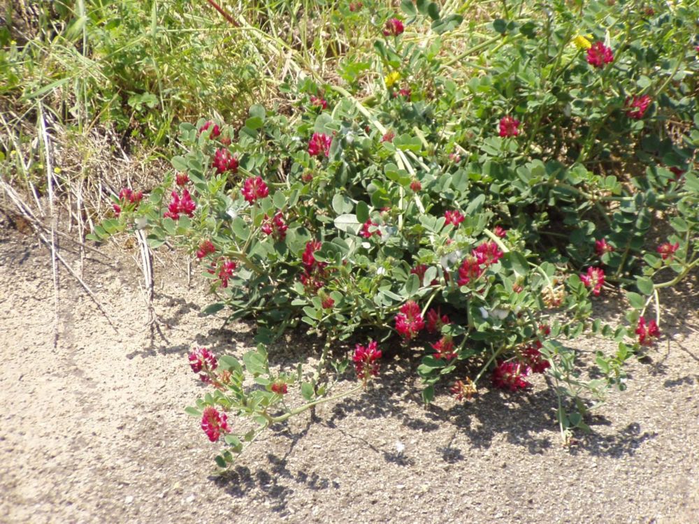 Sulla coronaria / Sulla comune