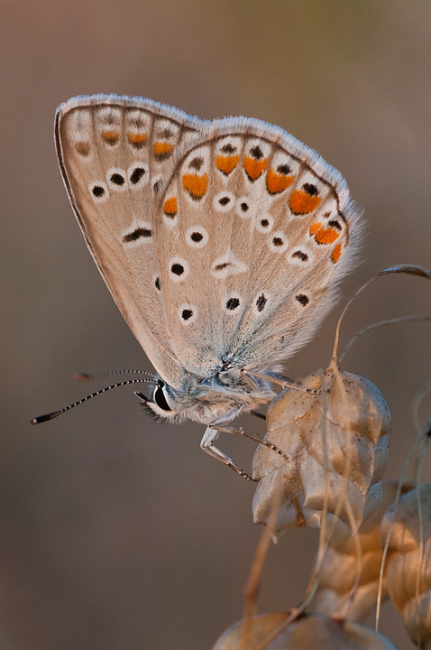 Dubbio su Polyommatus icarus