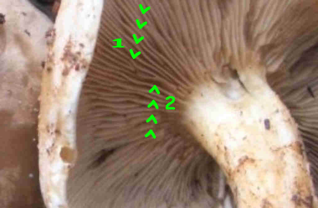 Lepista/Clitocybe da determinare